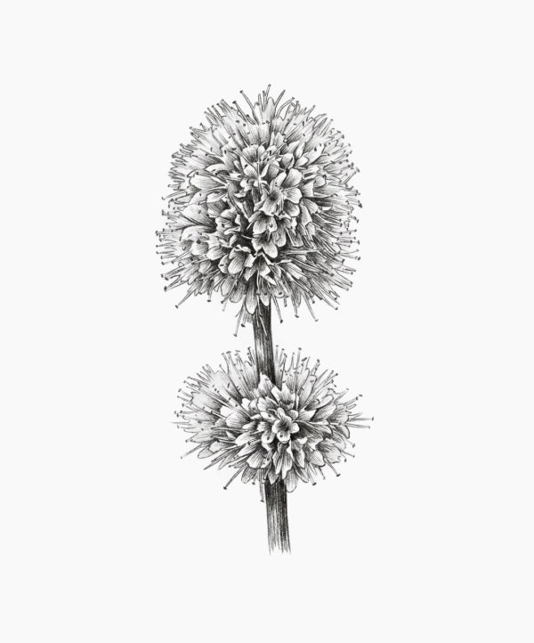 Mentha Arvensis